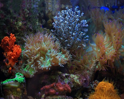 Colourful reef control paths in the fictional Coral Control Concept mobile game